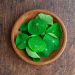 Nasturtium Leaf