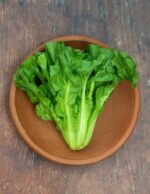 Chicory - Escarole